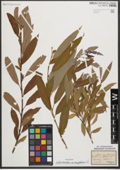 Foto von Salix triandra subsp. amygdalina (L.) Schübl. & G. Martens